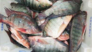 Foto de Cotação da tilápia registra variações moderadas nas regiões produtoras