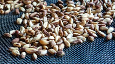 Foto de Brasil fecha acordos com Japão, Eurásia e Nicarágua para ampliar exportações do agro