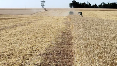 Foto de Colheita do trigo é finalizada no RS