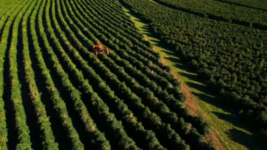 Foto de Governo lança app para o agro atender exigências da UE